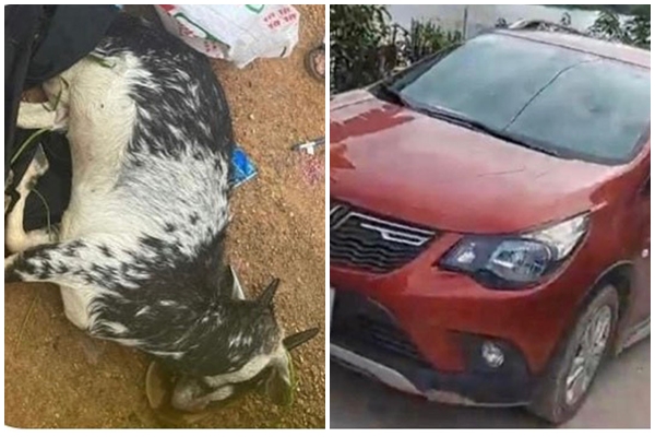 Vụ 2 con dê bị bắn chết: Chủ đàn dê đã được đền bù, muốn vụ việc sớm kết thúc-5