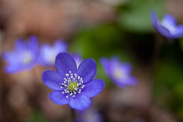 Tử vi ngày 29/6/2023: Tuổi Mão quyết định sai lầm, tuổi Tuất quyết tâm lên cao-1