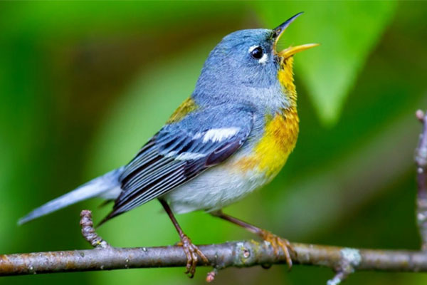 Cưỡi sóng đạp gió: 4 con giáp thu nhập gấp đôi, không lo nghèo khó trong mùa hè 2023-5