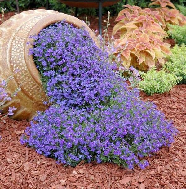 5 cây cảnh hot nhất năm 2023, ngàn hoa khoe sắc, nhà nào cũng thích trồng-4