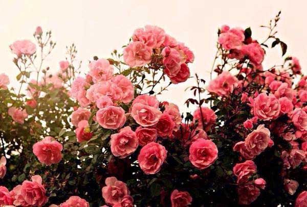 Tử vi ngày 30/6/2023: Tuổi Dần tin vui báo về, tuổi Dậu vận may bất ngờ-3