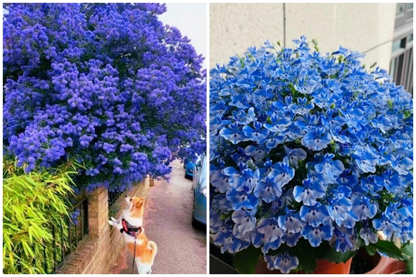 Trồng lưỡi hổ càng lười 3 việc này lá cây càng đẹp, chồi non thi nhau xé đất mọc lên-4