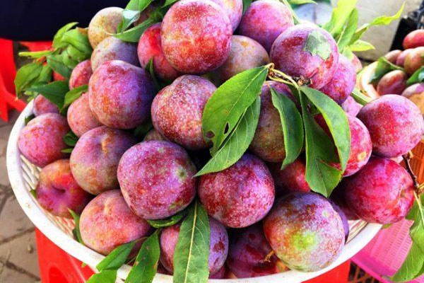 7 công dụng của quả mận không phải ai cũng biết-1