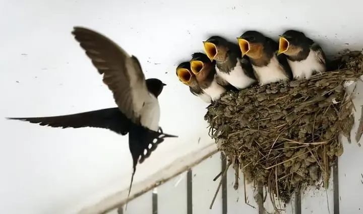 Chim làm tổ trong nhà nói lên điều gì về phong thủy?-1