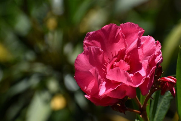 Thời tới cản không nổi: Người sinh ngày Âm lịch này mang số mệnh vàng mười, về già tài lộc dư dả-4