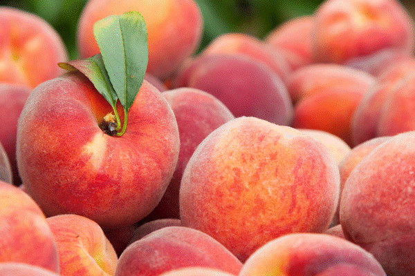 Phân biệt con tôm và con tép-10