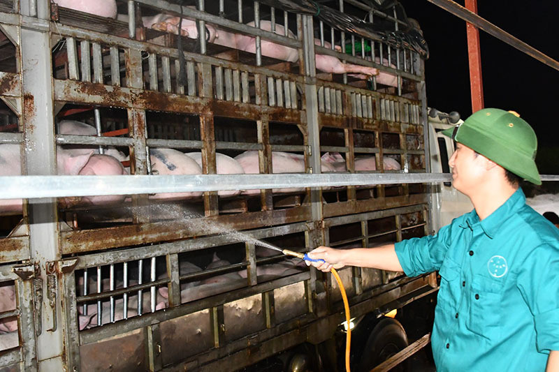 Giá tăng vọt, triệu hộ chăn nuôi lợn thoát cảnh thua lỗ-1