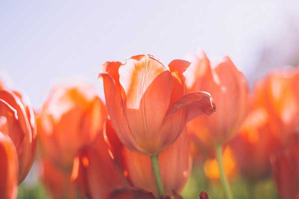 Tử vi tháng 7/2023: Tuổi Sửu tốt xấu đan xen, tuổi Tỵ chuyển biến tích cực-4