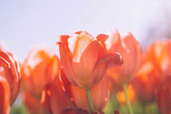 Thời hoàng kim đến: 3 con giáp hào phóng, thẳng thắn, tháng 5 Âm lịch no nê tài lộc