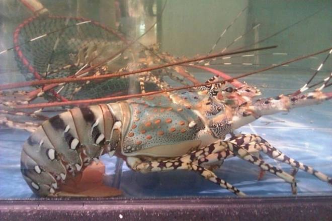 Phân biệt con tôm và con tép-4