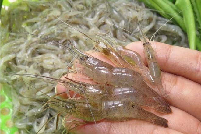 Phân biệt con tôm và con tép-9