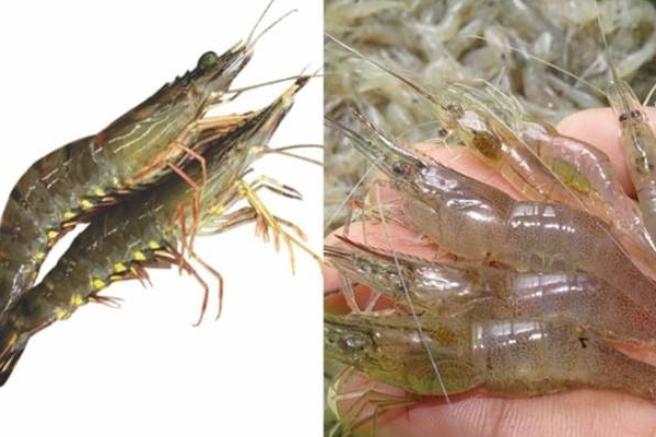 Điều hòa bật lên là có mùi khó chịu, mách bạn 7 mẹo đơn giản này, mùi hôi tan biến không khí mát lạnh cả ngày-8