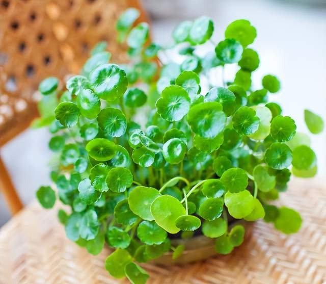 Chớ để bàn làm việc trống, hãy trồng 5 loại hoa nhỏ xinh hút tài lộc này, sự nghiệp lên như diều gặp gió-1