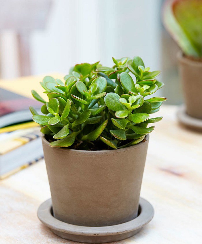 Chớ để bàn làm việc trống, hãy trồng 5 loại hoa nhỏ xinh hút tài lộc này, sự nghiệp lên như diều gặp gió-5