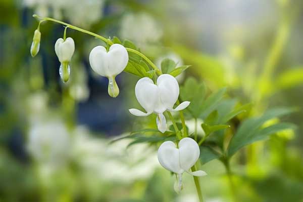 Tử vi tháng 7/2023: Tuổi Sửu tốt xấu đan xen, tuổi Tỵ chuyển biến tích cực-2