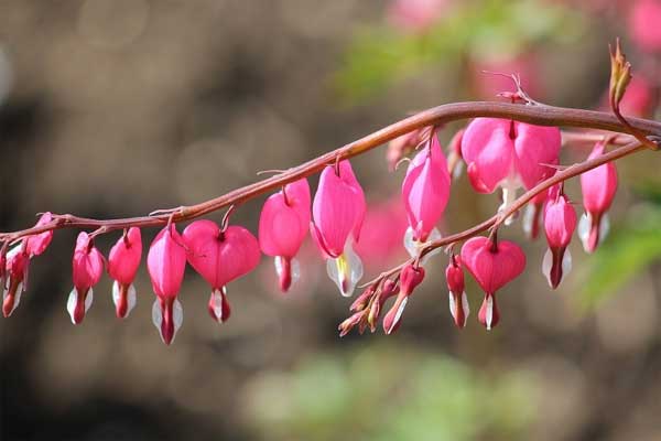 Tử vi tháng 7/2023: Tuổi Sửu tốt xấu đan xen, tuổi Tỵ chuyển biến tích cực-3