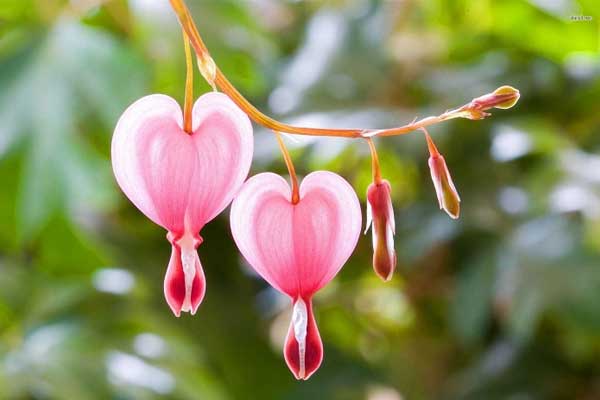 Chậm mà chắc: Người sinh tháng Âm lịch này, kiếm tiền dễ dàng, tất yếu thành công-4