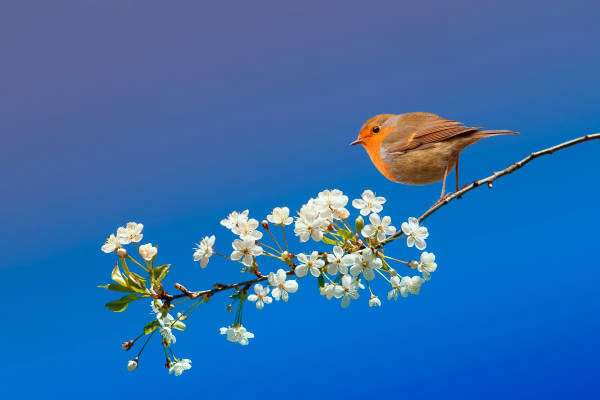 Tử vi ngày 1/7/2023: Tuổi Tý xoay như chong chóng, tuổi Ngọ gặp hung hóa cát-4