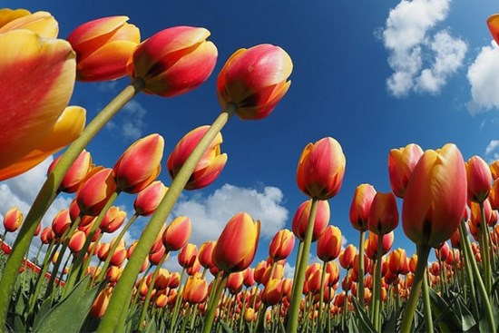 Tử vi ngày 1/7/2023: Tuổi Tý xoay như chong chóng, tuổi Ngọ gặp hung hóa cát