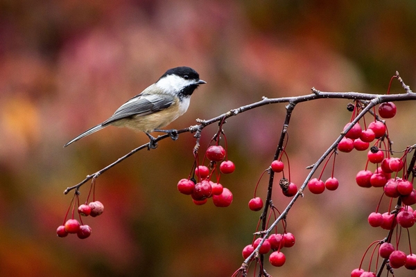 Trời thương người tài: 3 con giáp khó khăn cũng không than vãn, tháng 7 được cấp trên nâng đỡ-4