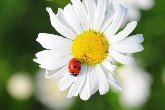 Tử vi ngày 2/7/2023: Tuổi Thìn được tạo điều kiện, tuổi Hợi định hình sự nghiệp