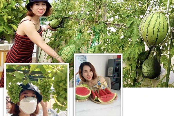 Đôi vợ chồng 8X dỡ mái nhà, chi 80 triệu trồng rau trên nóc cho thỏa đam mê, rau nào cũng xanh mướt mắt-11