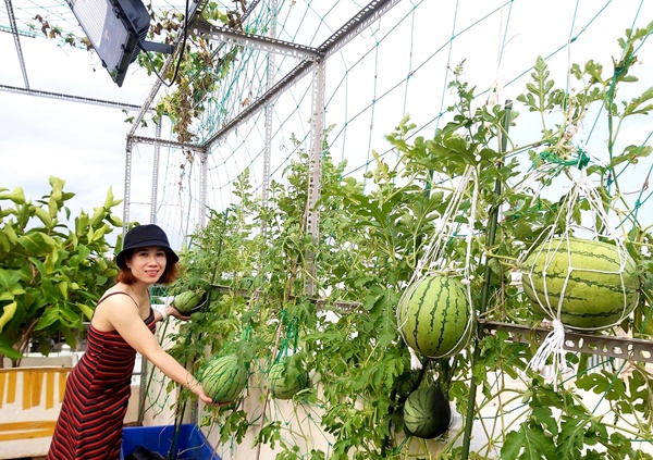 Mẹ đơn thân sở hữu khu vườn sân thượng trĩu quả ngay giữa Sài Gòn-4