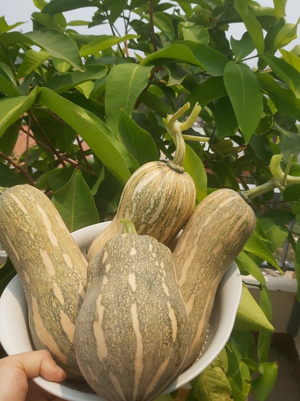 Mẹ đơn thân sở hữu khu vườn sân thượng trĩu quả ngay giữa Sài Gòn-8