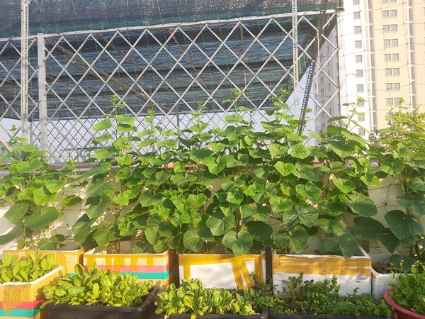 Mẹ đơn thân sở hữu khu vườn sân thượng trĩu quả ngay giữa Sài Gòn-11