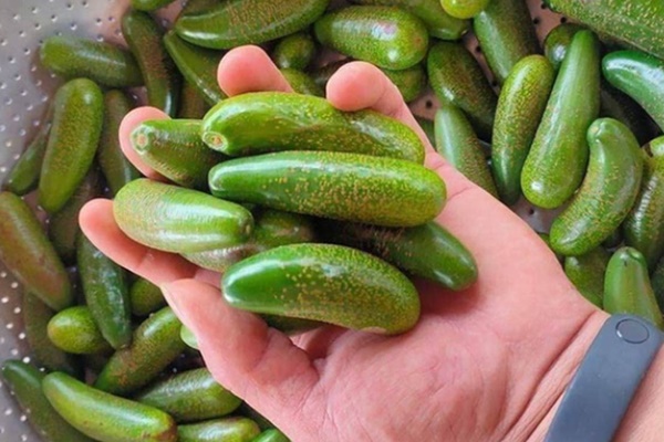 Bơ mi ni, bơ khổng lồ, bơ dài nửa mét gây sốt tại Việt Nam-1