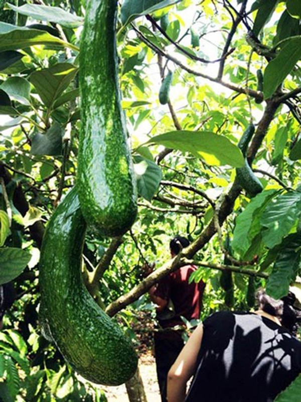 Bơ mi ni, bơ khổng lồ, bơ dài nửa mét gây sốt tại Việt Nam-3