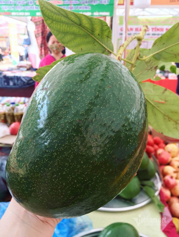 Bơ mi ni, bơ khổng lồ, bơ dài nửa mét gây sốt tại Việt Nam-2