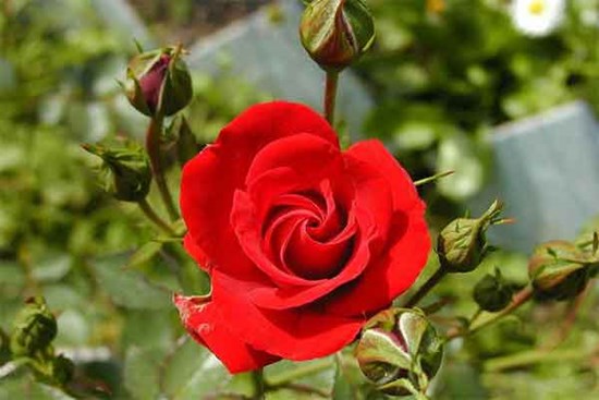 Trời thương người tài: 3 con giáp khó khăn cũng không than vãn, tháng 7 được cấp trên nâng đỡ