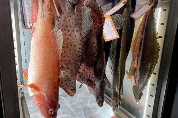 Loại cá cảnh đắt nhất thế giới, có con gần 10 tỷ đồng gây tò mò-2