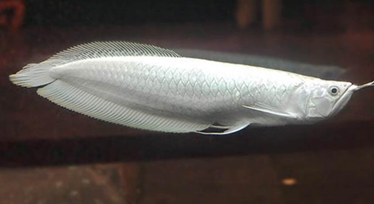 Loại cá cảnh đắt nhất thế giới, có con gần 10 tỷ đồng gây tò mò-1