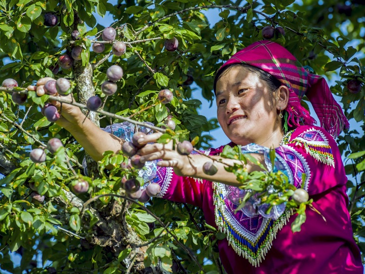 Chốt cả trăm đơn hàng, bán hàng tấn nông sản trong 30 phút nhờ livestream-1