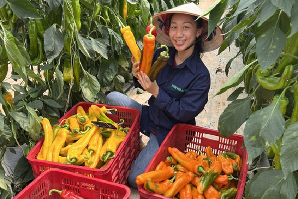 Loại ngô lạ” chỉ 5.000 đồng/bắp, dân buôn có bao nhiêu bán hết bấy nhiêu-3