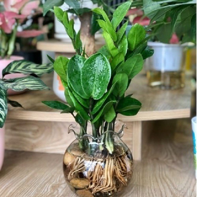 3 cây này trồng trong đất nhanh thối rễ, trồng thủy canh cây lớn nhanh như thổi, lá xanh bóng mượt-1