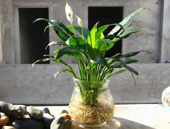 3 cây này trồng trong đất nhanh thối rễ, trồng thủy canh cây lớn nhanh như thổi, lá xanh bóng mượt-3