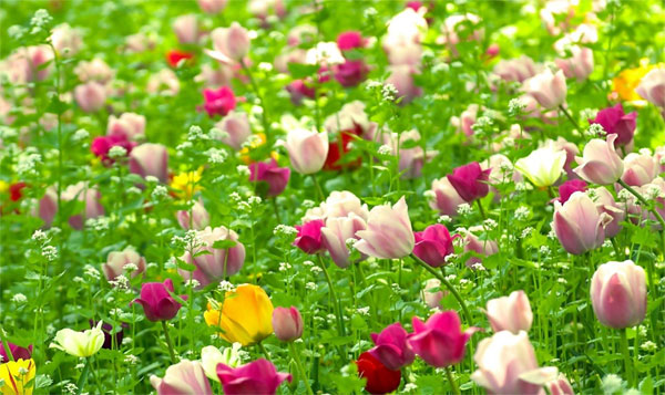 Tử vi ngày 4/7/2023 của 12 cung hoàng đạo: Kim Ngưu năng lượng dồi dào, Nhân Mã thảnh thơi-2