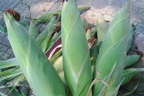 Loại ngô “lạ” chỉ 5.000 đồng/bắp, dân buôn có bao nhiêu bán hết bấy nhiêu