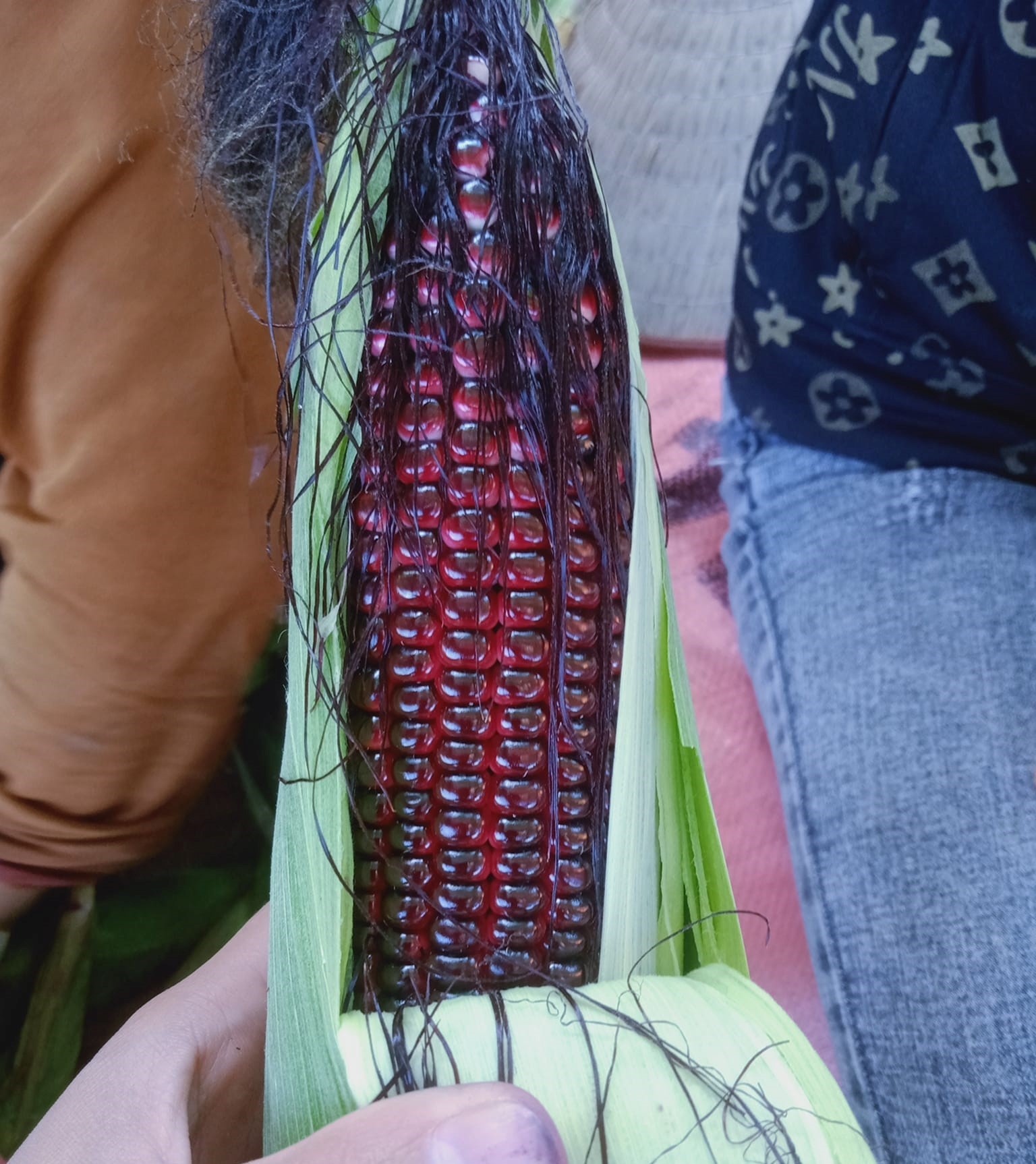 Loại ngô lạ” chỉ 5.000 đồng/bắp, dân buôn có bao nhiêu bán hết bấy nhiêu-2