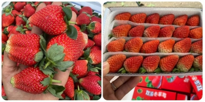 Cách phân biệt rau củ quả của Việt Nam và Trung Quốc-2