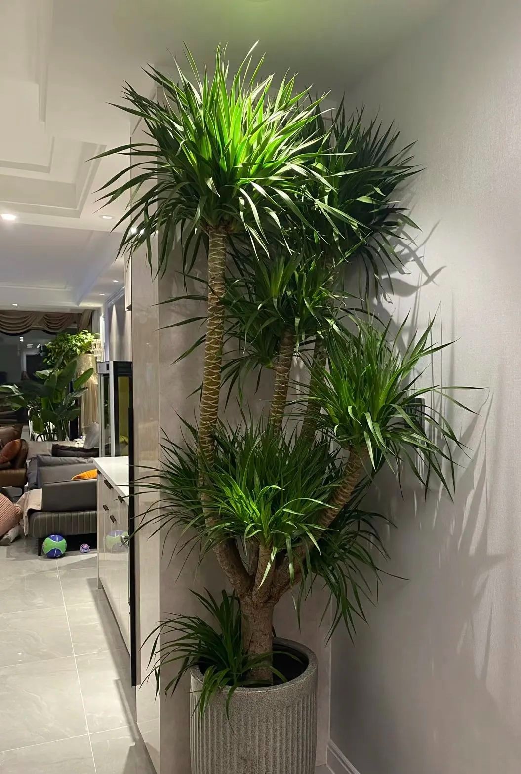 Hai cây cảnh phú quý, trấn trạch uy nghiêm, tràn ngập cảm giác an toàn, càng già càng độc lạ-2