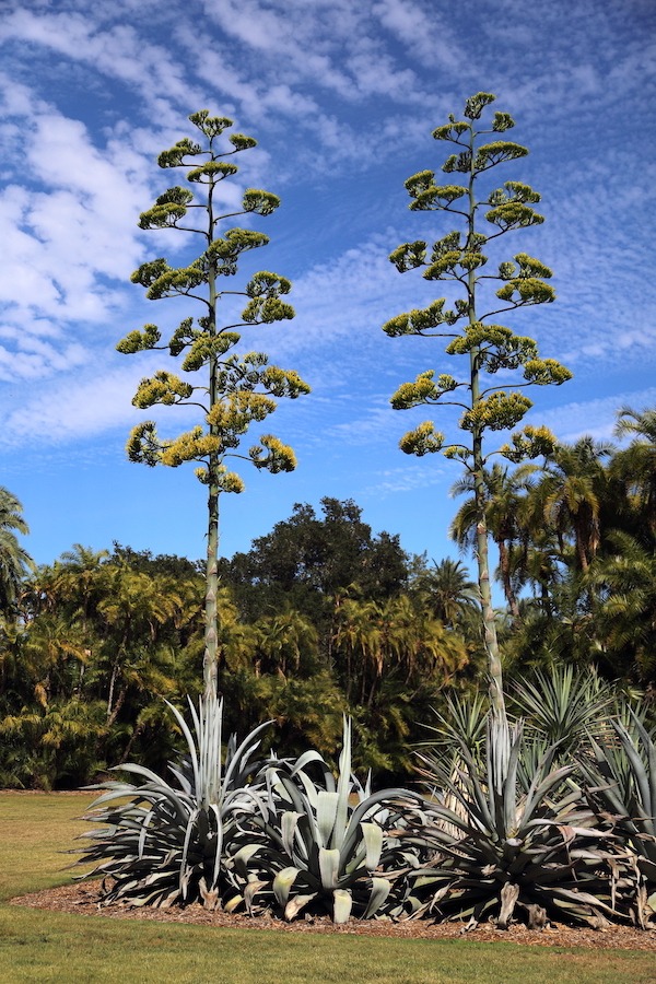 Hai cây cảnh phú quý, trấn trạch uy nghiêm, tràn ngập cảm giác an toàn, càng già càng độc lạ-8