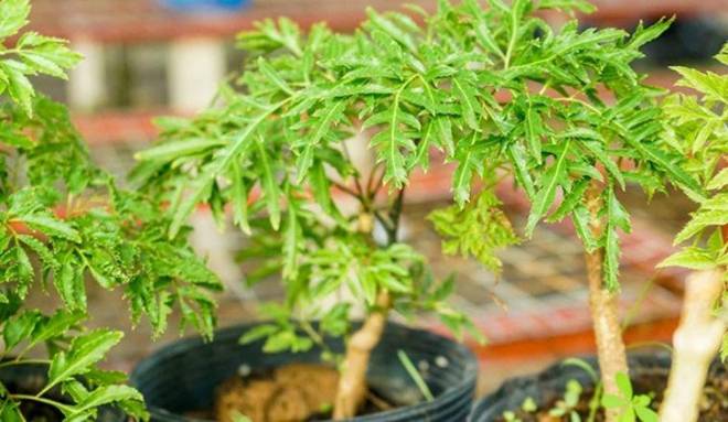 Loại cây này là nhân sâm của người nghèo”, vừa chữa bách bệnh vừa chặn khí xấu, gọi tài lộc vào nhà-1