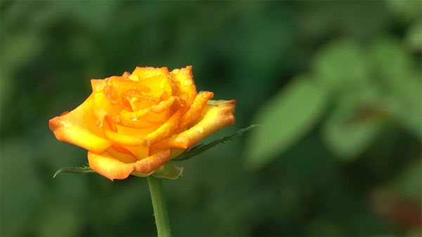 Tài lộc như thác đổ: 3 con giáp tài giỏi, phản ứng nhanh, cuối tháng 5 Âm lịch phất lên không ngừng-2