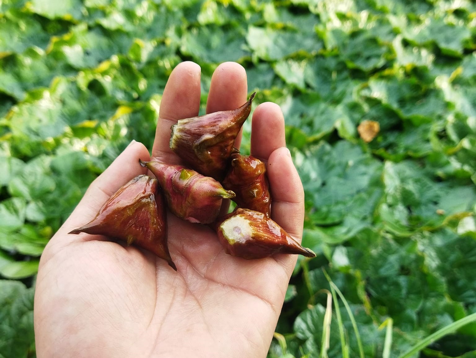 Loại củ đen sì, gai sắc nhọn, dân buôn ngày bán hàng tạ-1