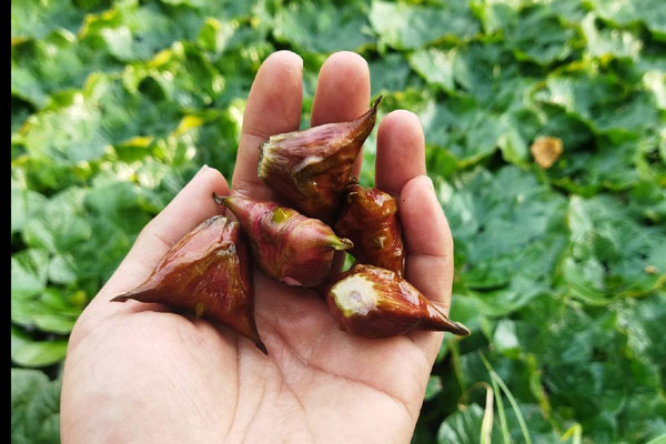 Càng cua bất ngờ được rao bán đầy chờ mạng, khách mua phải đặt trước-5