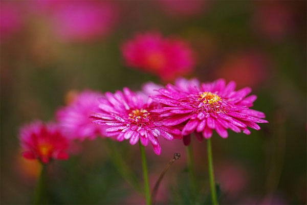 Tử vi ngày 5/7/2023: Tuổi Tỵ xởi lởi trời cho, tuổi Dậu may mắn chiếu cố-2